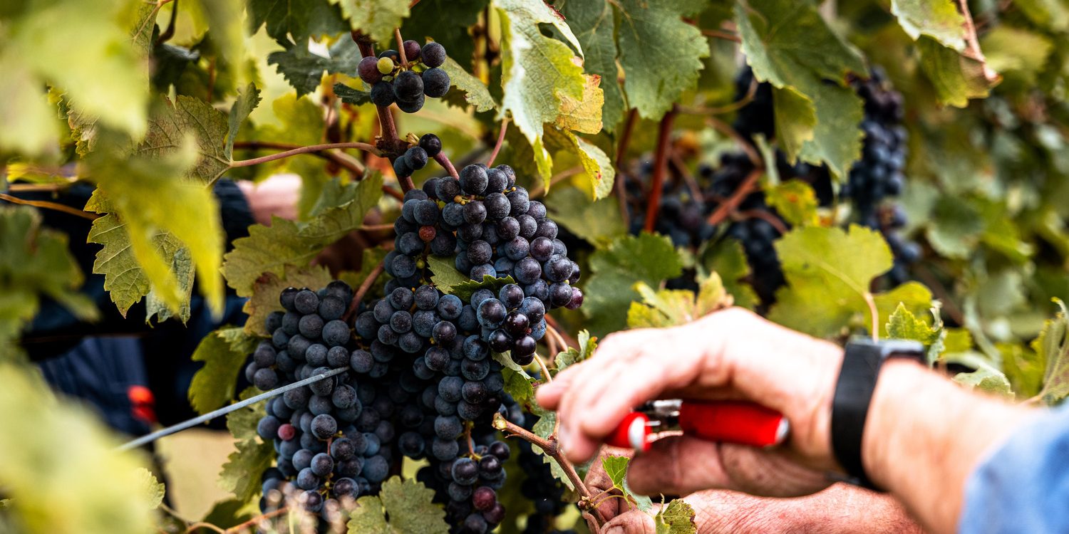 vino bio veneto